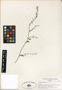 Herbarium Sheet of 